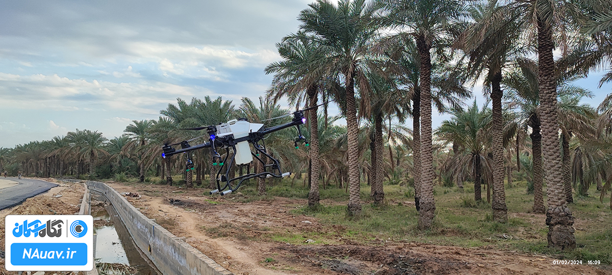 سمپاشی نخل های خرما با پهپاد