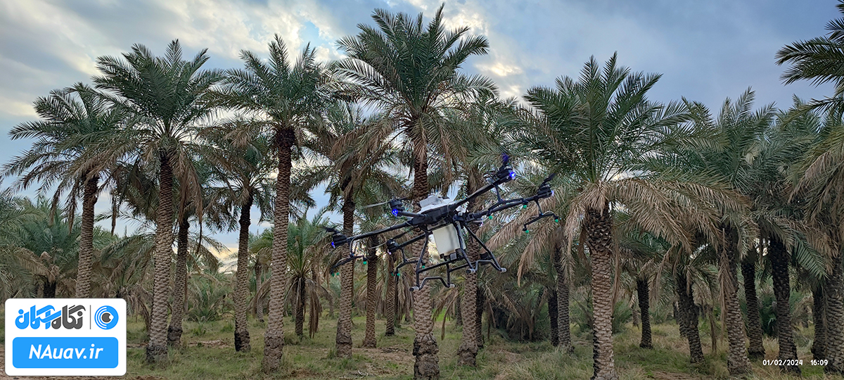 سمپاشی نخل های خرما با پهپاد